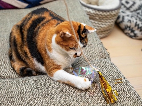 ▼テスト結果 猫用おもちゃおすすめ イメージ