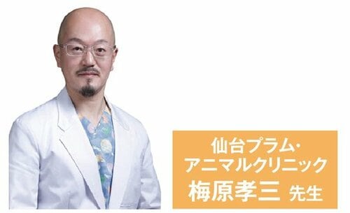 安全性を獣医師に、味(嗜好性)を20匹の猫さんに検証してもらいました 猫用おやつおすすめ イメージ2