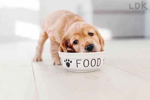 子犬の場合は特に選び方に注意 ドッグフードおすすめ イメージ