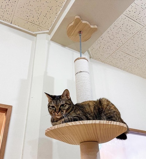 キャットタワーのおすすめランキング10選。LDKが猫と一緒に人気商品を 