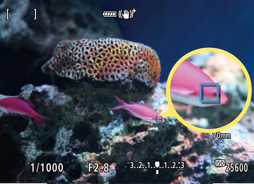 認識非対応の魚でも目を検出！ イメージ