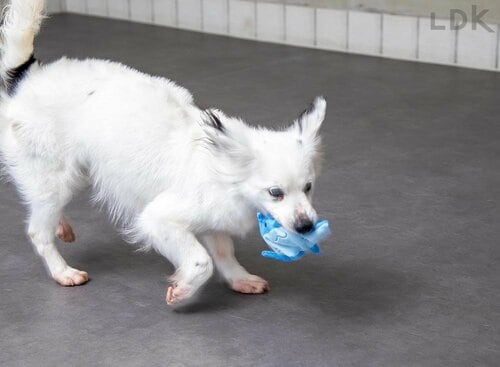 選び方4:おもちゃにシビアな犬には音が鳴る製品を選ぶ 犬用おもちゃおすすめ イメージ2