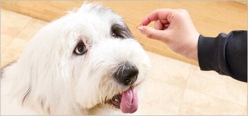 絶妙なサイズで小型犬から大型犬まであげやすい 犬用おやつおすすめ イメージ
