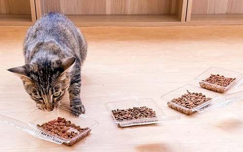 食べる喜びを味わえる 猫用ドライフードおすすめ イメージ