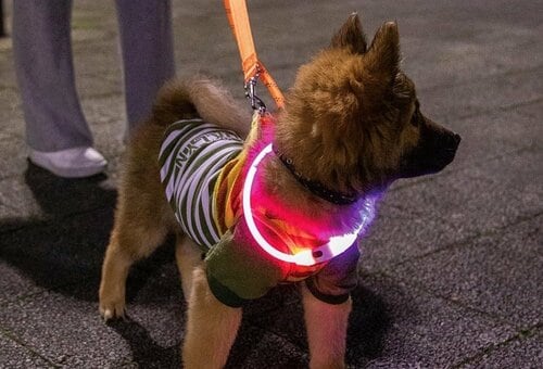 犬のおお散歩用ライトとは？ 使うメリット 犬のお散歩用ライトおすすめ イメージ