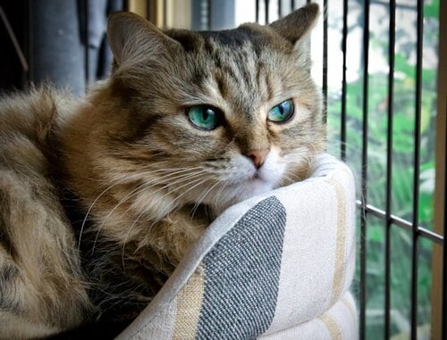 飼い主の不在中、ペットは…… 自動給餌器おすすめ イメージ
