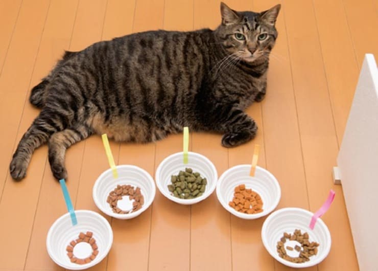 【6製品比較】唯一、猫が認めた自然素材おやつは味も質もカンペキでした