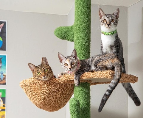 キャットタワーのおすすめランキング10選 LDKが猫と一緒に人気商品を徹底比較