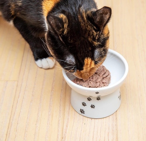 ニュージーランド産のラムづくし! 猫用ウェットフードおすすめ イメージ