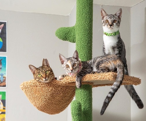 一番人気はやっぱりハンモック キャットタワーおすすめ イメージ