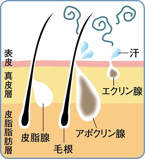 そもそもなんで臭うの? 「クサイ…」の原因を解明します イメージ3