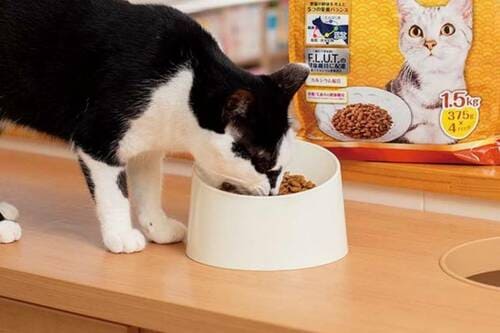 キャットフードを替える前に知ってほしいこと 猫用ドライフードおすすめ イメージ