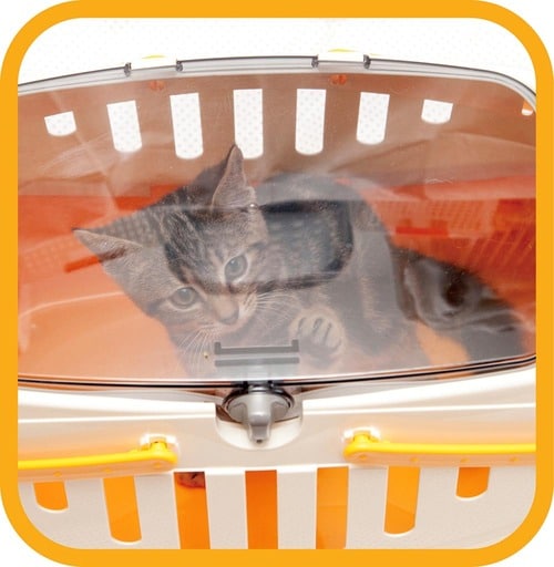 上から中がよく見える 猫用キャリーバッグおすすめ イメージ