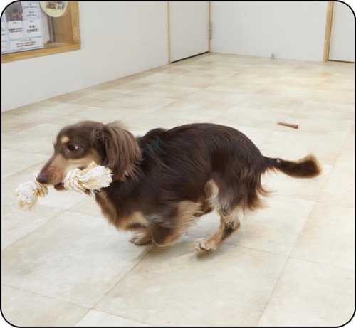 1：噛みつき率 犬用おもちゃおすすめ イメージ