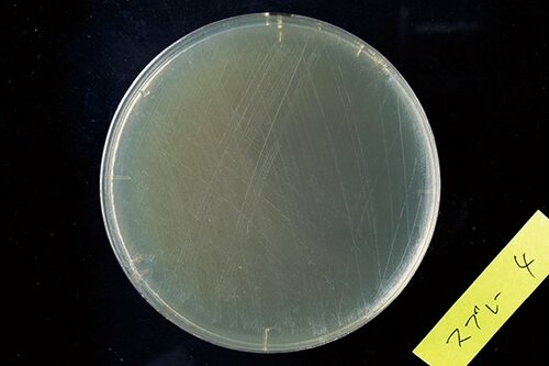 【A評価】コスパと握りにくさで惜しい結果に…レックのカビ予防 イメージ