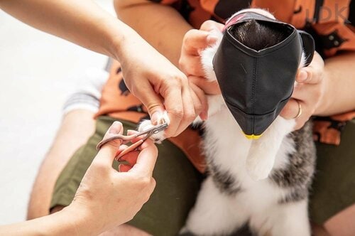 猫用爪切り補助具とは？ 猫用爪切り補助具おすすめ イメージ