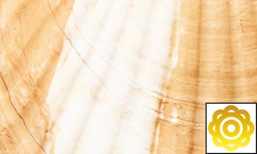 継続ホワイトニング力 ホワイトニングジェルおすすめ イメージ