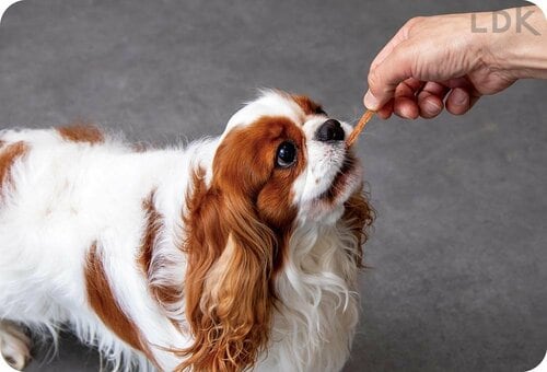 テスト1:食いつき 犬用おやつおすすめ イメージ