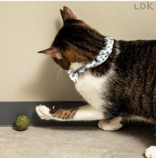 重くて転がりにくい 猫用おもちゃおすすめ イメージ