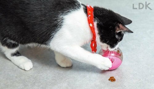 ネコの使用率が低め 猫用おもちゃおすすめ イメージ