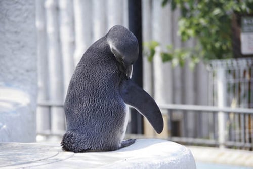 12位: AFポイントはやや少なめで不安です