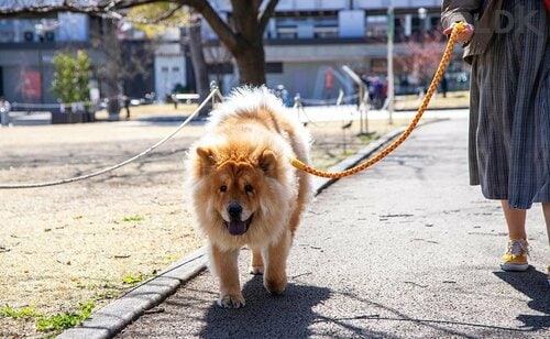 おっとりした大型犬向き 犬用リードおすすめ イメージ