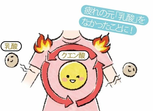 クエン酸が乳酸を分解し疲れにくい体に! ピクルスの素おすすめ イメージ