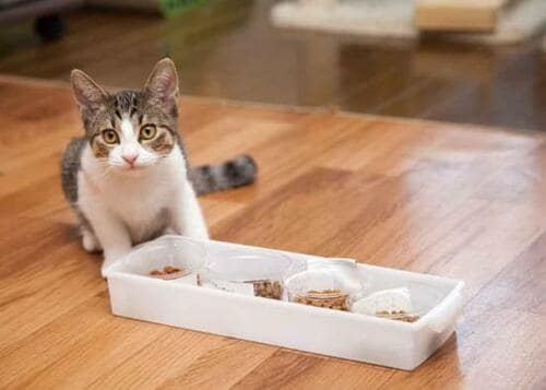 子ネコの成長を支える！「ピュリナ ワン １歳までの子ねこ用 チキン」 イメージ2