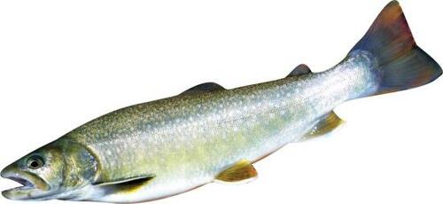 天然の渓流から管理釣り場までこんな魚が釣れる！ イメージ4