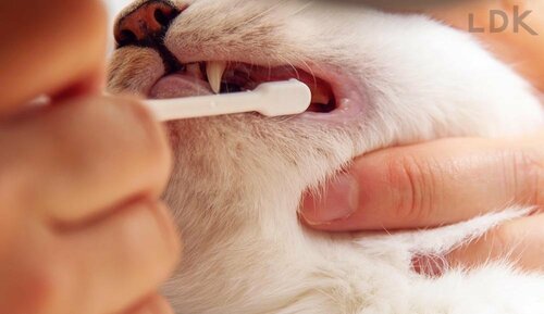 上アゴの奥歯を磨きやすい 猫用歯ブラシおすすめ イメージ