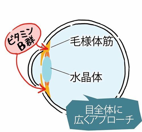 目全体の疲れを癒やすビタミンB群 疲れ目ケア目薬おすすめ イメージ