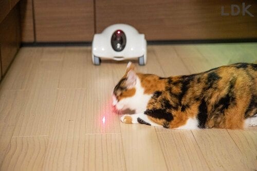 レーザーポインターで遊ばせられる ペットカメラおすすめ イメージ