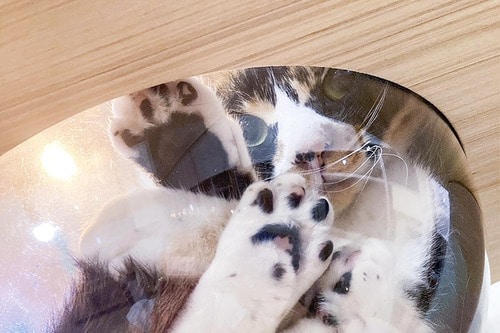 スタイリッシュで遊び心もあるデザイン キャットタワーおすすめ イメージ2