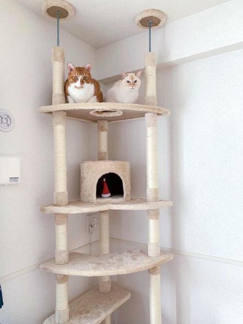 4位: 登りにくい？ アイリスオーヤマ 「キャットタワー ツイン突っ張り」 イメージ2