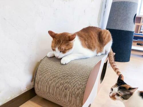 2匹同時に使うことも珍しくない 猫用爪とぎおすすめ イメージ