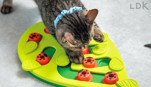 やや難易度が高め 猫用おもちゃおすすめ イメージ
