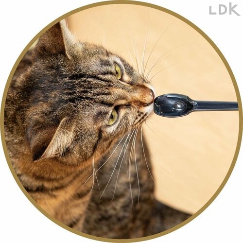猫好みではない 猫用歯磨き粉おすすめ イメージ