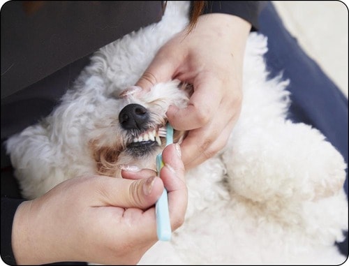 2:みがきやすさ 犬用歯ブラシおすすめ イメージ