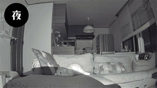 ネコのそばまで移動させておやつや遊びを提供できる！ ペットカメラおすすめ イメージ3