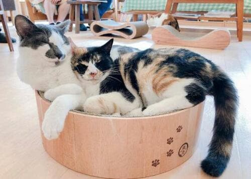 猫がくつろげる 猫用爪とぎおすすめ イメージ