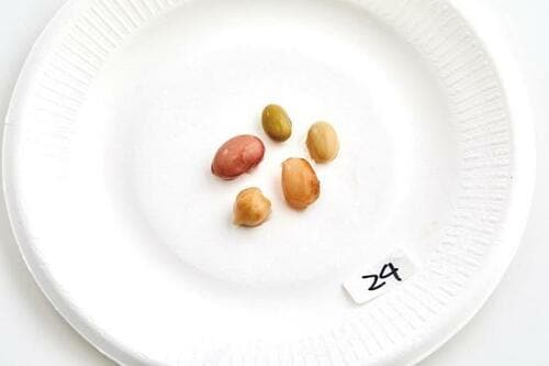 5種の豆が新感覚!三井酢店の豆ピクルス