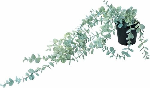 イケア「フェイカ 人工観葉植物,室内/屋外用 つり下げ型/ユーカリ,9cm」 イメージ