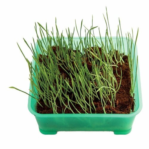 猫草おすすめ ペティオ ネコの元気草 イメージ2