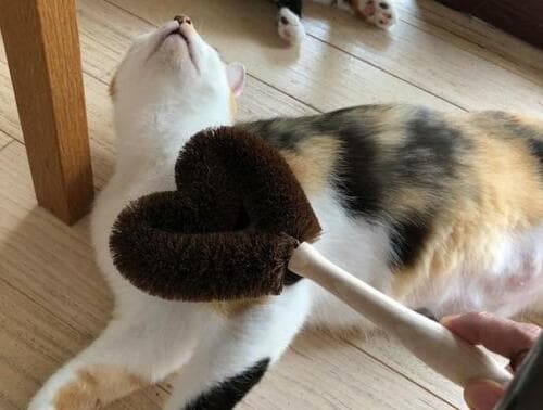 ペットプロジャパン「猫が喜ぶマッサージ&毛取りブラシ」 イメージ2