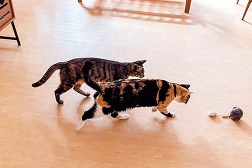 フワフワのボールがネコを夢中にさせる 猫用おもちゃおすすめ イメージ2