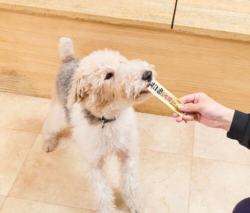 犬の体にやさしい栄養バランスが魅力 犬用おやつおすすめ イメージ