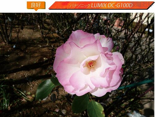 パナソニック:LUMIX DC-G100D ミラーレスカメラおすすめ イメージ