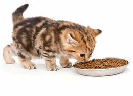 あの超定番カルカンがまさか……獣医が選んだ「子ネコ用フード」ランキング16