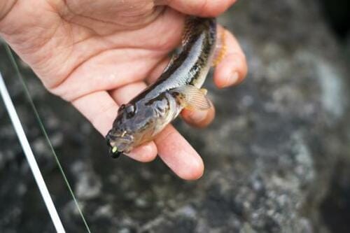 クランクベイトでどんな魚が釣れるの?
