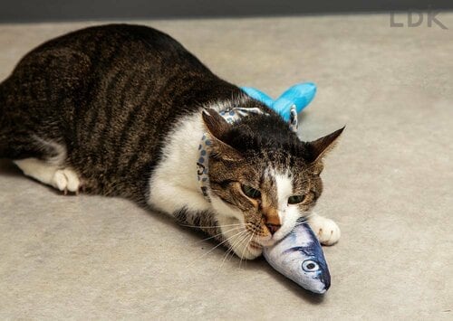 猫用またたびおもちゃの検証方法は？ 猫用おもちゃおすすめ イメージ